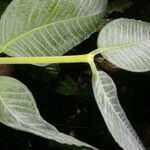 Plinia nicaraguensis ഇല