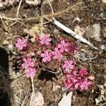 Pistorinia hispanica Flower