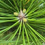 Pinus thunbergii Blomma