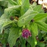 Centaurea graminifolia Blatt