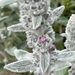 Stachys byzantina Flower