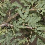 Vachellia farnesiana Blatt