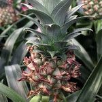 Ananas comosus Фрукт