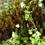 Wahlenbergia hederacea Flor