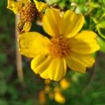 Tagetes lemmonii Flower