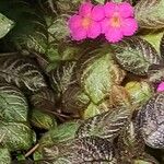 Episcia lilacina Цвят