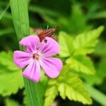 Geranium robertianumBlomst