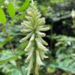 Astragalus canadensis Flower