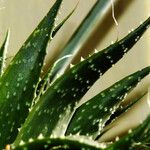 Aristaloe aristata 葉