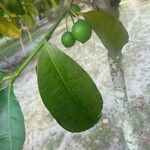 Garcinia cochinchinensis 葉