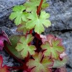 Geranium lucidum Frunză