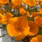 Eschscholzia caespitosa Flower