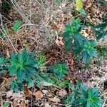 Euphorbia amygdaloides পাতা