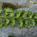 Asplenium viride Frucht