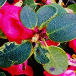 Rhododendron williamsianum 葉