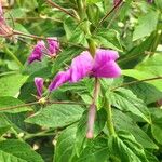 Cleome houtteana Flower