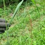 Bromus ramosus Leht