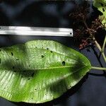Miconia calvescens Plod