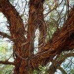 Vachellia erioloba Corteza