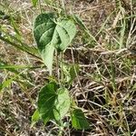 Ipomoea obscura Leaf