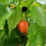 Physalis alkekengi Fruit