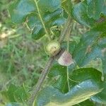 Quercus kelloggii Fruit