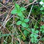 Galium rotundifolium Φύλλο