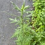 Artemisia verlotiorum पत्ता