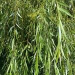 Salix babylonica Hoja
