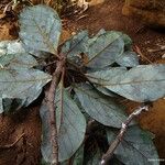 Beilschmiedia oreophila Hábito