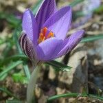 Crocus corsicus Flower