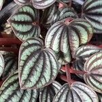 Peperomia albovittata Ліст