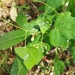 Wissadula excelsior Leaf