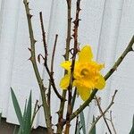 Narcissus pseudonarcissus Kukka