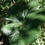 Podophyllum aurantiocaule Leaf