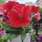 Petunia x atkinsiana Flors