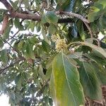 Combretum woodii Flower