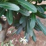 Plumeria obtusaपत्ता