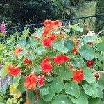 Tropaeolum majusFlower