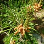 Pinus banksiana Altul/Alta