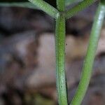 Scutellaria ovata Bark