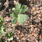 Geranium viscosissimum Blad