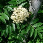 Sorbus scopulina Elinympäristö