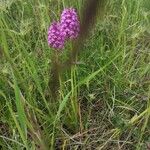 Anacamptis pyramidalisКветка