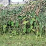 Typha orientalis 整株植物