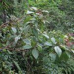 Oxyspora paniculata Habit