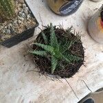 Aloe haworthioidesList