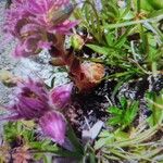 Sempervivum montanum Flor