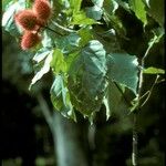 Bixa orellana Fruit