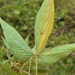 Flemingia macrophylla Lapas